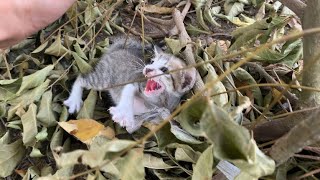 Dramatic rescue of kittens abandoned by their owners in the middle of an empty road [upl. by Dagmar68]