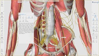 2016 Edition 3D Organon Anatomy for Desktop v30 [upl. by Ardolino498]