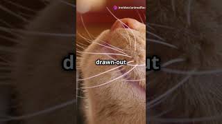 How to understand your cats body language and vocalisationsfacts cats cutecat cutecuteanimals [upl. by Euqinahs]