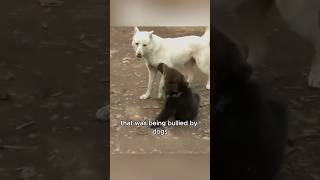 A bear cub bullied by dogs animals love shorts [upl. by Eardnoed306]