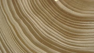 Tree Stories How Tree Rings Reveal Extreme Weather Cycles [upl. by Ecirtnahc383]