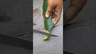 Dragon Plant Ki Konsi Cutting Best Hai Fast Fruit Lane Ke Liyegardening garden viral shortsfeed [upl. by Eceerehs]