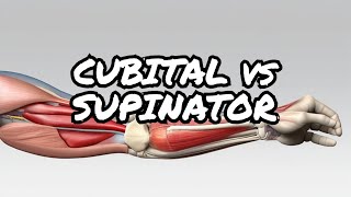 Surprising Differences Between Cubital Tunnel vs Supinator Syndrome Diagnosis [upl. by Atinnor]