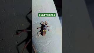 Platymerisप्लैटिमेरिसAssassin bugsinsecttwospotted assassinbugvenomous predatorybugsuper shy [upl. by Emarie]