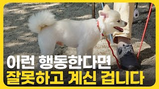 강아지 교육 이것만 알면 산책이 즐거워져요 [upl. by Nolrev]