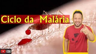 Ciclo da Malária  Protozoose  Biologia com o Tubarão [upl. by Aifos997]