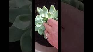 Echeveria pulidonis💗 suculentas suculentaslove suculents viralreels viral shorts [upl. by Ynaffital]