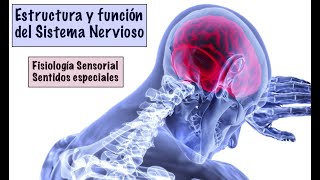 11 FISIOLOGÍA SENSORIAL SENTIDOS ESPECIALES [upl. by Coulter]