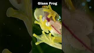 quotGlass Frog Nature’s Incredible Transparent Wonder  Amazing Animal Factsquot [upl. by Nylcsoj]