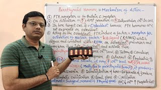 Endocrine Gland Part 19 Parathormone  Hormones Regulating Calcium Level  Endocrinology [upl. by Artimid]