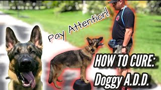 German Shepherd Wont Pay Attention How to Cure Dog with Attention Deficit Disorder or ADD [upl. by Carthy]