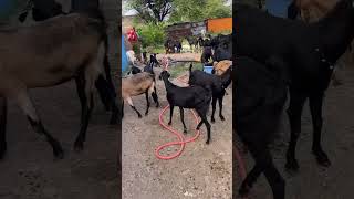 Osmanabadi goat aavelebl for selling contyak no 9359344322 [upl. by Herve]