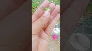 How To Collect Purslane Seed youtube youtube shorts youtube videos natural gardening anisha [upl. by Spain]