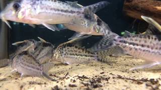 Corydoras robustus [upl. by Liemaj]