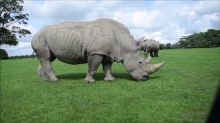 Driving through Knowsley Safari Park [upl. by Marga]