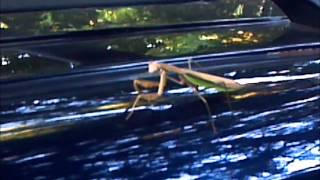 Praying Mantis Attacks Human [upl. by Dedra]