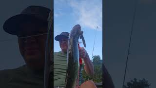 20231005 Small Pickerel Catch [upl. by Yluj764]