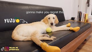 Golden Retriever Puppy Tries Dog Booties  funnydogs goldenretriever cutepuppy [upl. by Asilanna801]