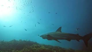 Canal Rocks Yellingup shark time [upl. by Frans]