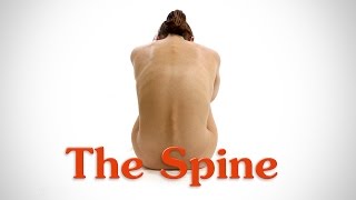 Anatomy of the Spine  for Artists [upl. by Sllew]