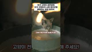 아기 고양이 생존 비법 아기 고양이의 사망 증후군을 예방하는 방법 마지막 사망증후군 예방하는법 아기고양이 [upl. by Leuqar]