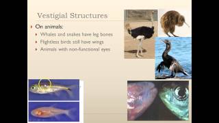 Target B22 Vestigial Homologous amp Analogous Structures [upl. by Acinet172]
