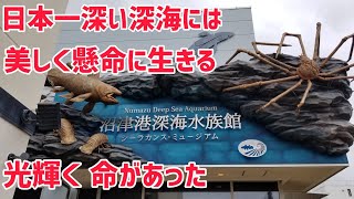 沼津港深海水族館シーラカンスミュージアムのお魚や海の仲間を紹介Introducing the Numazu Deep Sea Aquarium coelacanth Museum 癒しhealing [upl. by Eillas]