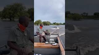 Unbelievable Boat Chased by Enraged Hippo shorts wildlife [upl. by Enrika]