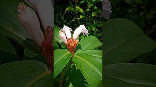 costus herbal flower costus costusherbal nainowalene nainowalenedance insulinflower trending [upl. by Nehgem]