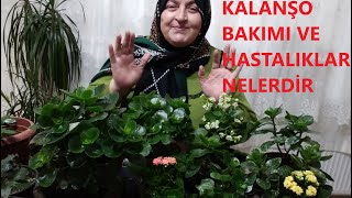 KALANŞO ÇİÇEĞİ KALANCHOE BAKIMI NASIL YAPILIR HASTALIKLARI NELERDİR [upl. by Eerazed]