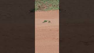 Adorable Little Green BeeEaters Enjoy a Dust Bath During Our Safari in Sri Lanka [upl. by Nnylyar]