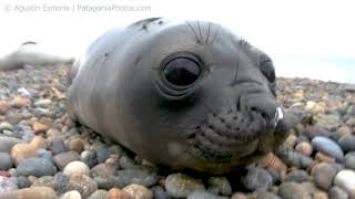 Southern Elephant Seal Mirounga leonina female and pup [upl. by Sverre385]