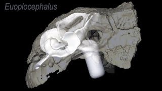 Convoluted nasal passages in armored dinosaurs function as efficient heat exchangers [upl. by Renie]