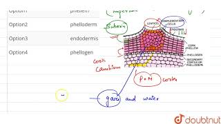 complementary cells of lenticels are [upl. by Nailij]