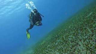 The underwater world is so peaceful and beautiful Espiritu de Buceo PADI Dive Center Tenerife [upl. by Yrekaz]