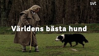 Världens bästa hund [upl. by Salvatore]