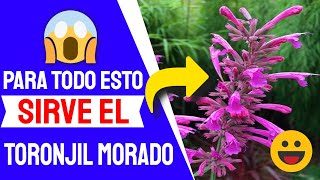 👍 Agastache Mexicana O Toronjil Morado Para Que Sirve [upl. by Ezara339]