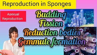 Reproduction in Sponges [upl. by Stockmon43]