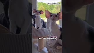 The Mesmerizing Look of Oriental Shorthair Cats [upl. by Anatak104]