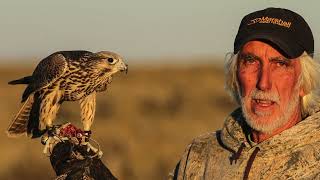 The tiercel gyrperegrine Produced by Steve Chindgren [upl. by Persis]