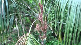 Howea forsteriana Large Kentia Palm [upl. by Mokas]