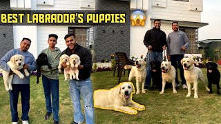 Import Champion Labrador Puppiesamp Dogs in India😱 [upl. by Clyte]