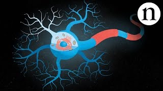 Inside ALS The neurons behind the disease [upl. by Tonry]