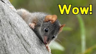 The Insane Biology of The Antechinus  Crazy Sex and Cannibalism [upl. by Bathelda710]