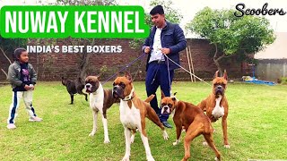 All About Boxer Breed  Boxer Breed Information And Breed Standards  NUWAY KENNEL AMBALA  SCOOBERS [upl. by Nnair]