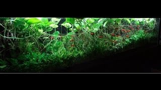 380G Heavily Planted Tank [upl. by Idel]