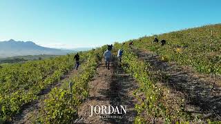 Harvesting Assyrtiko 2024 [upl. by Icam]