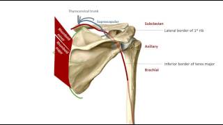 The Scapular Anastomoses in 2 mins [upl. by Him]