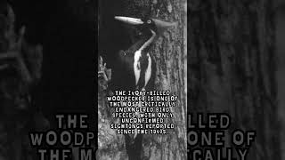 Ivory Billed Woodpecker Fact [upl. by Winnifred]