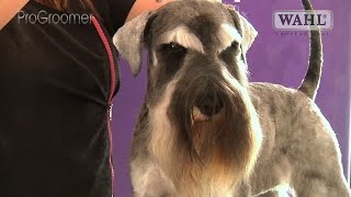 Grooming Guide  Miniature Schnauzer Pet Trim  Pro Groomer [upl. by Otxilac]